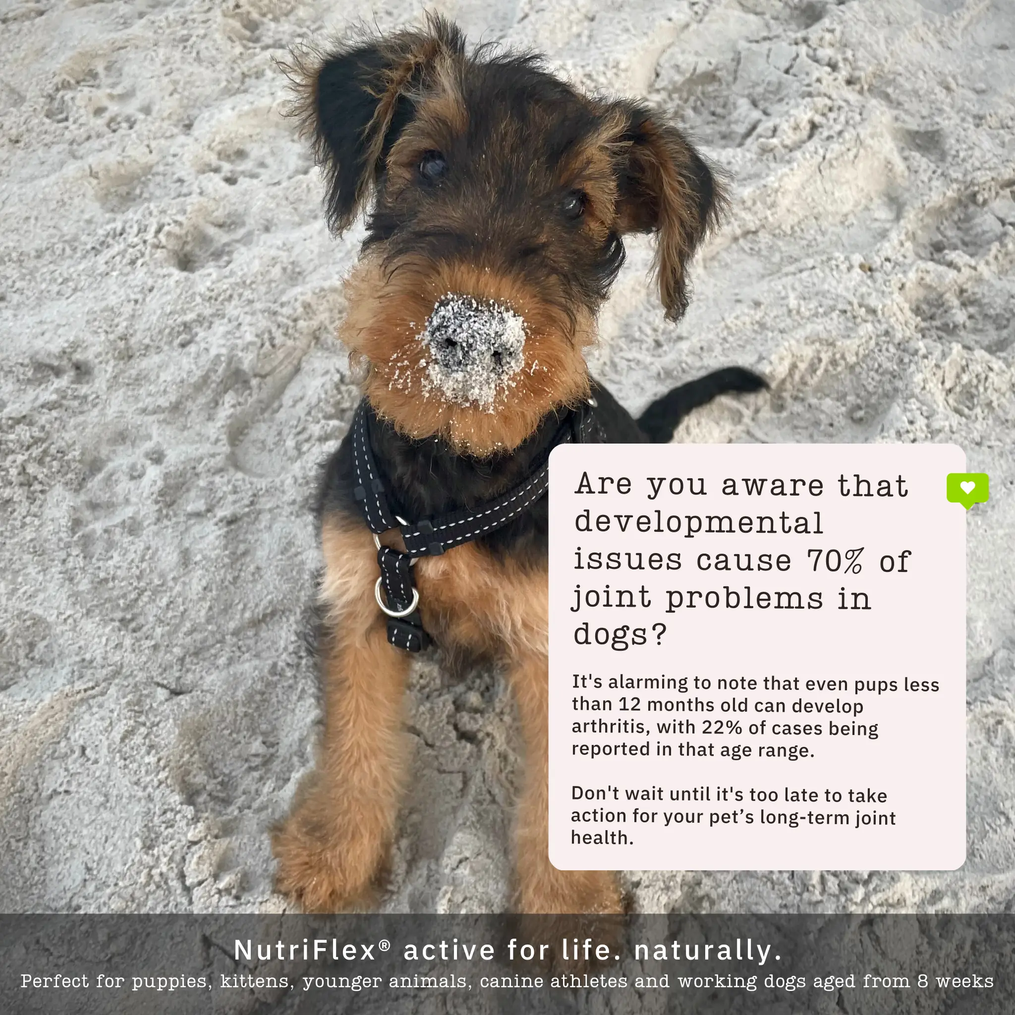 NF-M-Dogs-and-Cats-USP